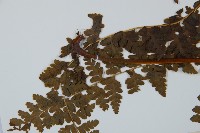 華南鱗蓋蕨藏品圖，第5張