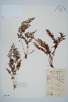 烏蕨藏品圖，第1張