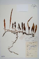 抱樹石葦藏品圖，第1張