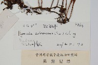 抱樹石葦藏品圖，第2張