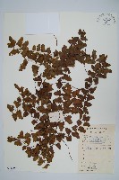 小葉海金沙藏品圖，第1張