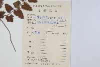 小葉海金沙藏品圖，第2張