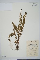 圓葉陵齒蕨藏品圖，第1張