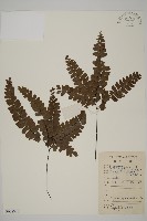 扇葉鐵線蕨藏品圖，第1張