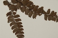 扇葉鐵線蕨藏品圖，第3張