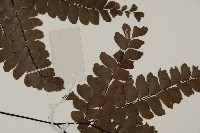 扇葉鐵線蕨藏品圖，第4張