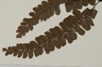 扇葉鐵線蕨藏品圖，第5張