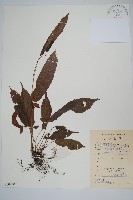 單葉新月蕨藏品圖，第1張