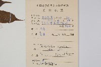 單葉新月蕨藏品圖，第2張