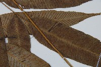 細柄雙蓋蕨藏品圖，第3張