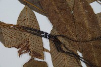 細柄雙蓋蕨藏品圖，第4張