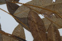 細柄雙蓋蕨藏品圖，第5張