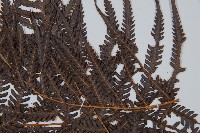 金狗毛蕨藏品圖，第4張