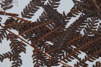 金狗毛蕨藏品圖，第5張