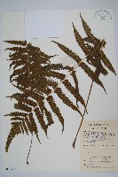 密毛毛蕨藏品圖，第1張