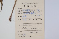 密毛毛蕨藏品圖，第2張