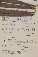 蘇鐵蕨藏品圖，第2張