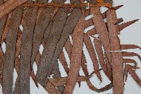 蘇鐵蕨藏品圖，第3張