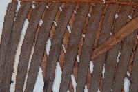 蘇鐵蕨藏品圖，第4張