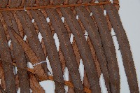 蘇鐵蕨藏品圖，第5張