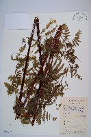 栗蕨藏品圖，第1張