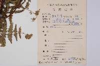 栗蕨藏品圖，第2張