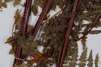 栗蕨藏品圖，第3張