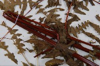 栗蕨藏品圖，第5張