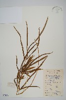 豬鬣鳳尾蕨藏品圖，第1張