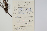 石葦藏品圖，第2張
