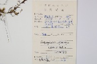 舌蕨藏品圖，第2張