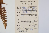 闊鱗鱗毛蕨藏品圖，第2張