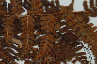 闊鱗鱗毛蕨藏品圖，第3張