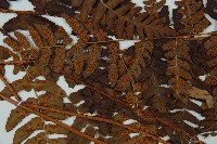 闊鱗鱗毛蕨藏品圖，第4張