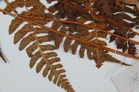 闊鱗鱗毛蕨藏品圖，第5張