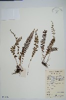 網脈鱗始蕨藏品圖，第1張