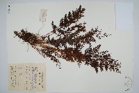 烏蕨藏品圖，第1張