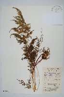 日本金粉蕨藏品圖，第1張