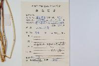 日本金粉蕨藏品圖，第2張