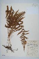 野毛蕨藏品圖，第1張