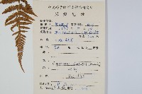 野毛蕨藏品圖，第2張