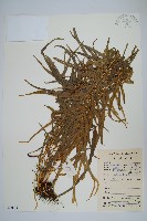 鳳尾蕨藏品圖，第1張