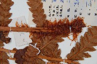 日本狗脊蕨藏品圖，第3張