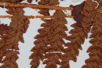 日本狗脊蕨藏品圖，第4張