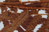 日本狗脊蕨藏品圖，第5張