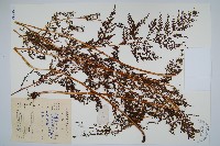 烏蕨藏品圖，第1張