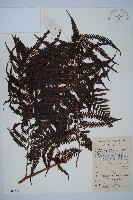 金狗毛蕨藏品圖，第1張