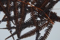 金狗毛蕨藏品圖，第3張