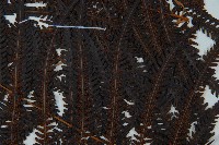 金狗毛蕨藏品圖，第4張