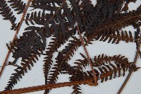 金狗毛蕨藏品圖，第5張